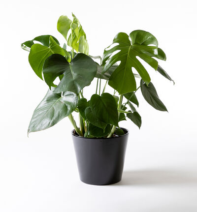 Monstera i sort potte Monstera i sort potte